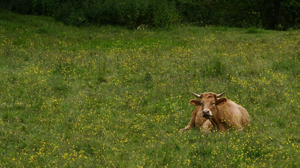 Frankreichs Weg zur nachhaltigen Ernährung: Weniger Fleisch auf dem Teller
