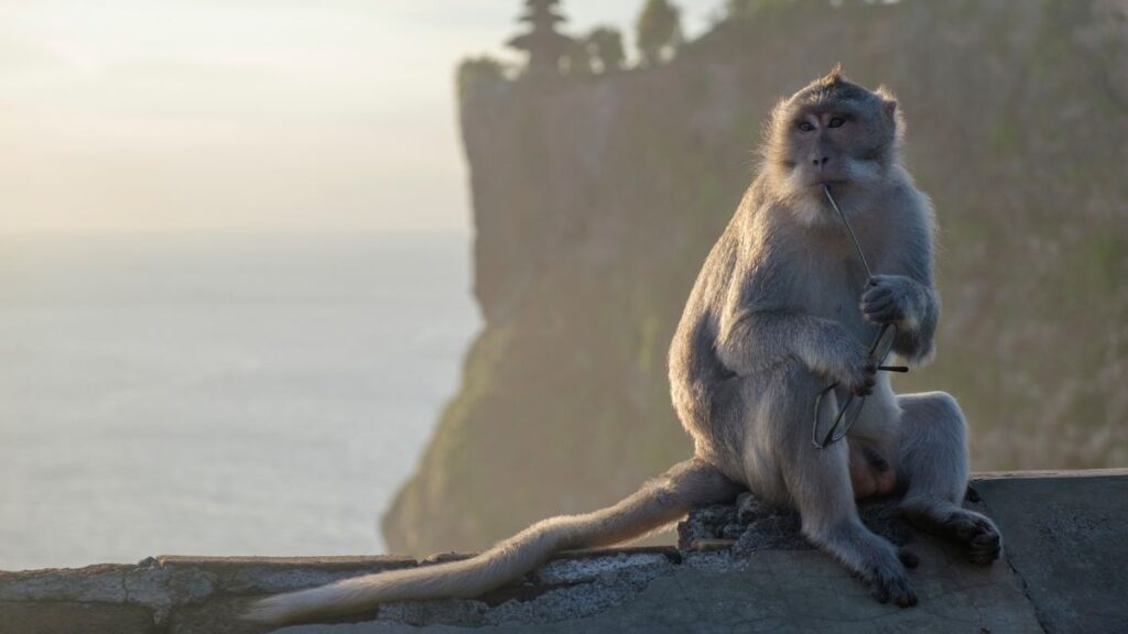 Clevere Affen & Elefanten: Neue Einblicke in Tierisches Verhalten